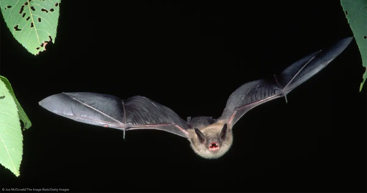 ph_skolnik_bat_blog_sw