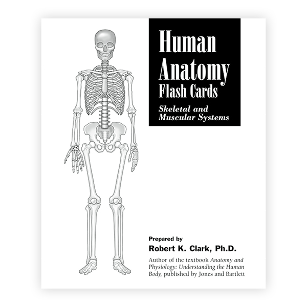 Human Anatomy Flash Cards Skeletal and Muscular Systems